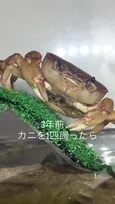 1匹のカニを飼って3年後…ありえない事態に123万再生「聖なる母カニ??」「肝っ玉カニちゃんになりそう」