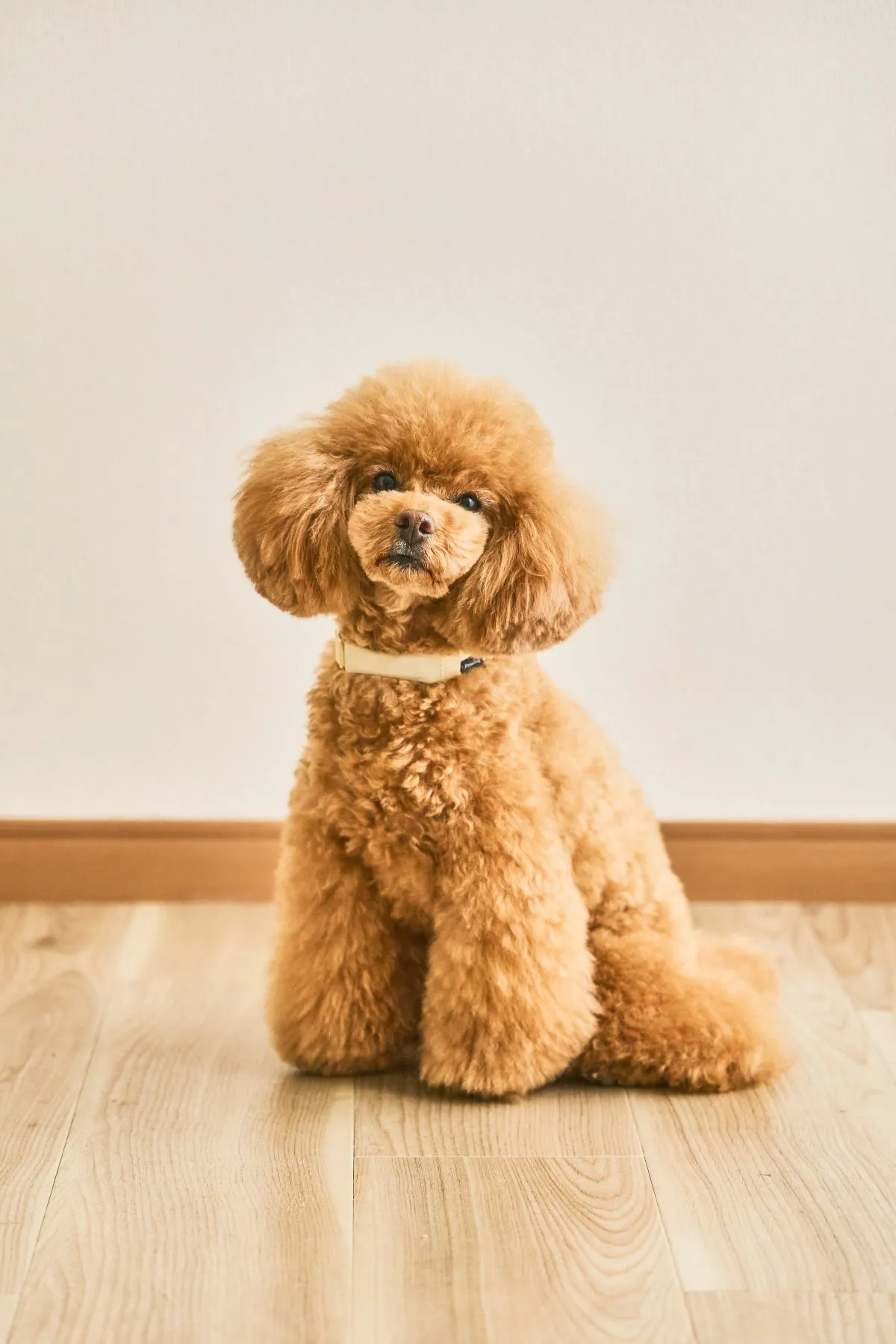 「かわいい」「尊い」Xで話題の愛犬用スマート首輪、担当者が開発背景明かす