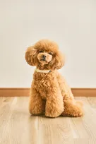 「かわいい」「尊い」Xで話題の愛犬用スマート首輪、担当者が開発背景明かす