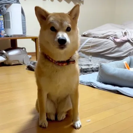「猫に憧れたのかな？」「ハスキーならぬコタツスキー」思わずツッコミたくなる犬たちの“おかしな行動”