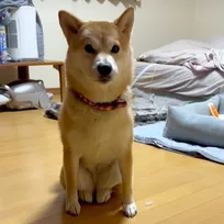「猫に憧れたのかな？」「ハスキーならぬコタツスキー」思わずツッコミたくなる犬たちの“おかしな行動”