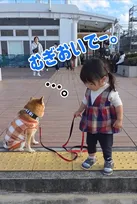 疲れて散歩拒否…？　2歳児にリードを引かれ“拒否柴”発動、疲れて座り込む柴犬に4.2万いいね