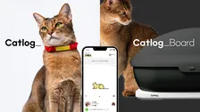震災後の猫に異変　猛暑が重なり泌尿器トラブルのリスク高まる