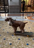 「ま、まさか捕まる…？」スケボー犬・コーダが、イタリアで警察に止められた驚愕の理由