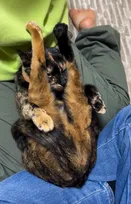 「中に人間入ってる？」両脚を抱え込むサビ猫の“軟体ポーズ”に12.1万いいね、家族の中で使い分ける賢い素顔