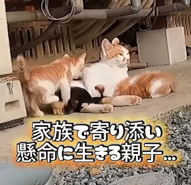 子猫を連れて庭に現れた”三毛母猫との約束”「この家族を離れ離れにしたくない…」迎え入れた親子のその後