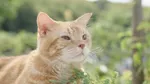“ともさかりえの声”をしたネコ、テレビ登場へ　お墓に住み、人々をそっと見守る…ミニドラマ