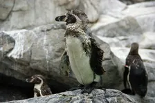 換羽中のペンギンに近づくと「めっちゃにらまれる」　水族館が紹介した超かわいい姿の理由は？