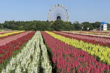 「ティラノデビューしたい」東京ドイツ村が“ティラノサウルス”を急募　「絶対面白いwww」