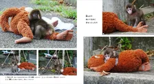 “ぬいぐるみが母親代わり”子ザルのパンチくん、成長を写真と物語で描いた書籍が誕生【きょうから予約開始】