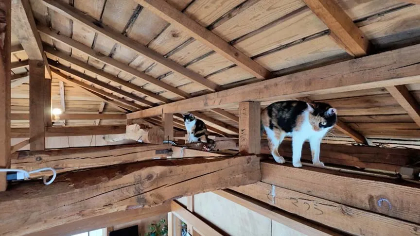 『渡辺篤史の建もの探訪』築45年住宅を大胆リノベ　猫が走り回る立体空間