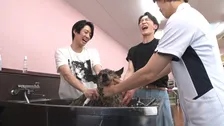 Snow Man渡辺翔太、相葉トリミングに再び挑戦　熊本地震で被災した犬をトリミング