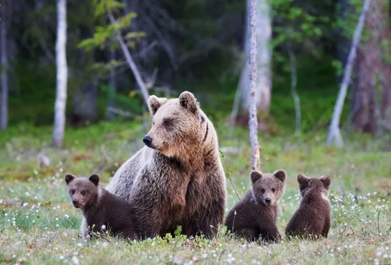 クマと遭遇、その時どうする!!?野生の獣と出くわしたら