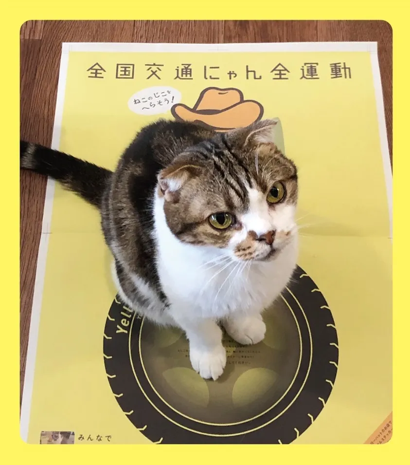 2月22日の猫の日に合わせイエローハットが「全国交通にゃん全運動」を実...