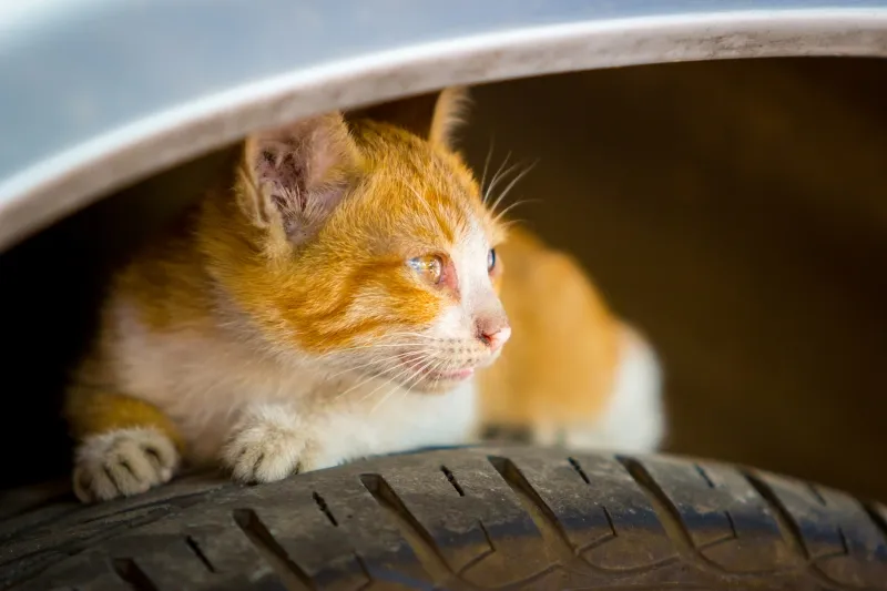 【冬だけじゃない】車に乗る前に「猫バンバン」してますか？