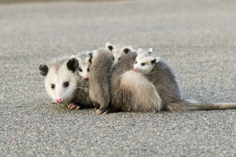 人間だけが繊細なわけじゃない!?些細なことで死んじゃう動物