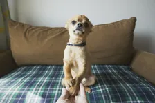 飼育歴が長いほど問題化…約4人に1人が「ペットの蓄積臭」を指摘された経験アリ!?