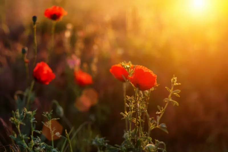 ○年に一度の開花！？　滅多に花が見られないレア花