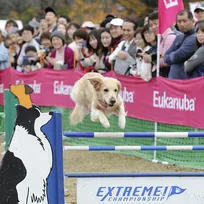 犬たちが宙を舞う！ドッグスポーツ全国決勝大会の写真を一挙紹介