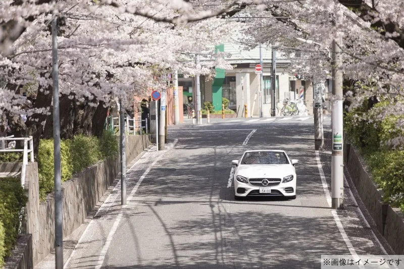 メルセデス・ベンツのオープンカーで桜の名所を優雅にドライブ！期間限...