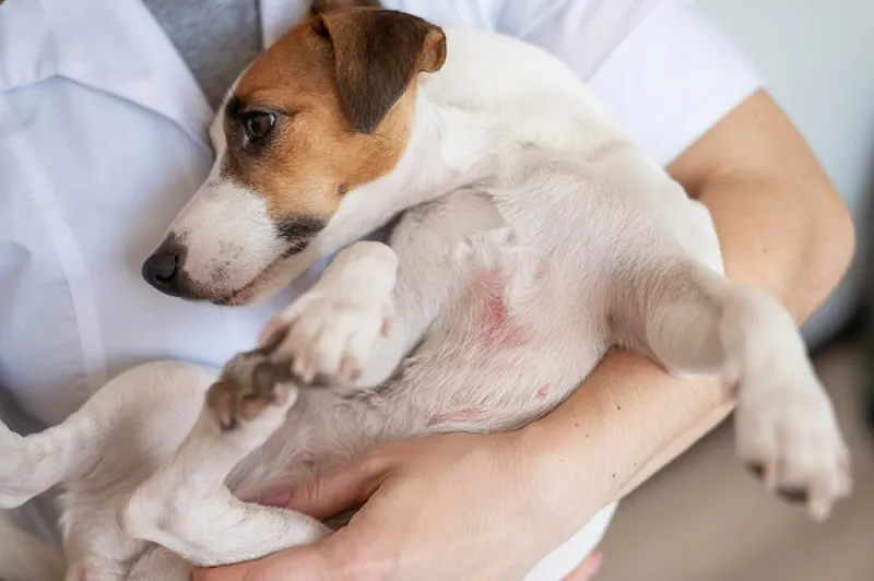 今や皮膚が弱い犬や猫の必需品。ペットの皮膚病や肌トラブルに高機能電...