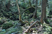 まるで異世界ダンジョン！溶岩洞穴と神秘の森へGO 青木ヶ原樹海ネイチャーツアーに参加してみた