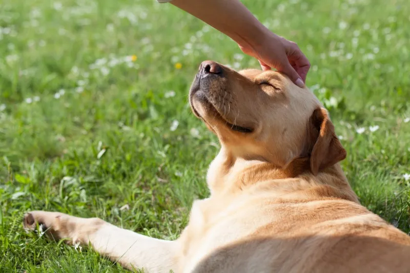 犬の死因の1位は「がん」。愛犬のがんのリスクを調べられる「N-NOSE® わ...