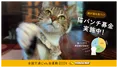 イエローハット、猫が猫を救う「猫パンチ募金」実施！保護・愛護団体に寄付