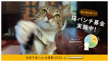 イエローハット、猫が猫を救う「猫パンチ募金」実施！保護・愛護団体に寄付