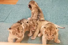 よちよち歩き姿がかわいい！ライオンの四つ子が産まれた富士サファリパークのツアーに参加