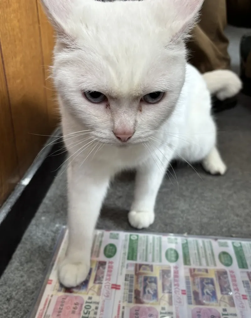 ドリームジャンボ宝くじの発売がスタート！幸運を呼ぶリアル招き猫がいる宝くじ売り場を紹介！