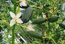 印刷から果実へ。ユーシンSLが仕掛ける農業事業「アクアポムム」の可能性とは