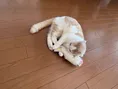 ​​消耗品から、愛猫との絆を深める宝物へ。「ねこいちゃ」が目指す、み...