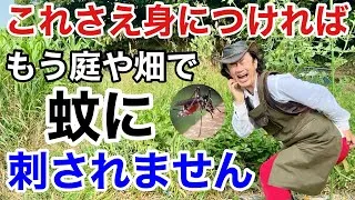 【蚊取り線香は使わない】 どうしても蚊の対策をしたい方はお試しください　             【カーメン君】【園芸】【ガーデニング】【初心者】