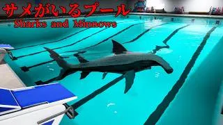 去年大流行した「サメがいるプール」が舞台のホラーゲーム『 Sharks and Minnows 』