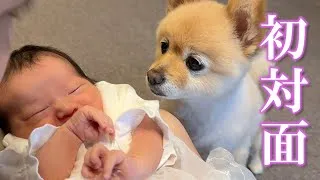 赤ちゃんと初対面を果たしたポメラニアンの反応が感動的でした…