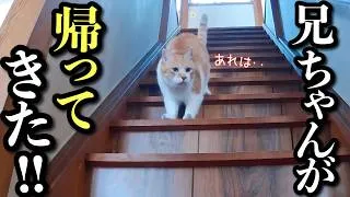 大好きな兄が修学旅行へ‥猫が見せた切ない行動とは