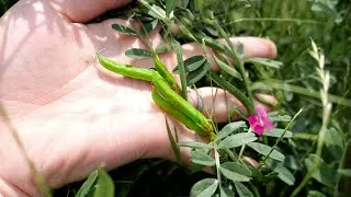 雑草の豆で納豆作る！