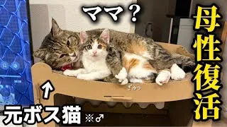 【母性復活】保護した子猫と初対面したら何故かまた母性が芽生えてしまった元ボス猫♂