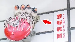 実は、ツバメの巣にはトコジラミが湧いてる