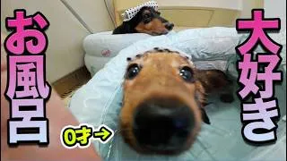 お風呂が好きすぎる犬、子犬に格の違いを見せつける【かわいい】