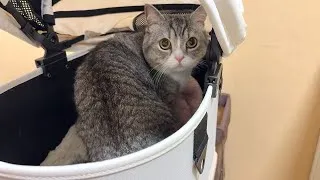 もちが夜中に5回嘔吐して救急搬送されました。