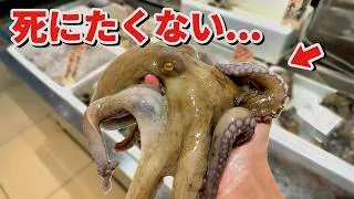 スーパーに売れ残っていたタコを飼育してみると奇跡が…！！