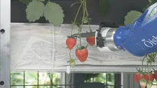 新たな植物工場の研究拠点開設　日本の技術で世界展開目指す　東京・羽村市
