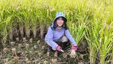 【 磯野貴理子 】 “きり田んぼ”で待ちに待った稲刈り　鹿の被害乗り越え「嬉しい豊作」 天日干し「はざ掛け」に「新米が楽しみ」と反響