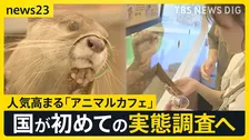 人気高まる「アニマルカフェ」に国が初めての実態調査へ “展示ルール”対応に差も…「動物福祉のリテラシーの向上を」【news23】