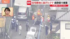 宇都宮のクマ麻酔銃で捕獲　3回目で命中　“若い成獣でオスのツキノワグマか”　住宅街の庭に出没【現場中継】
