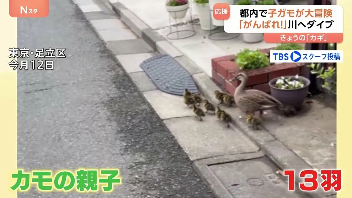 “カモの大冒険”都内に出現「カモの親子」 “危険がいっぱい”難所乗り越えた先に川！ジャンプできる？