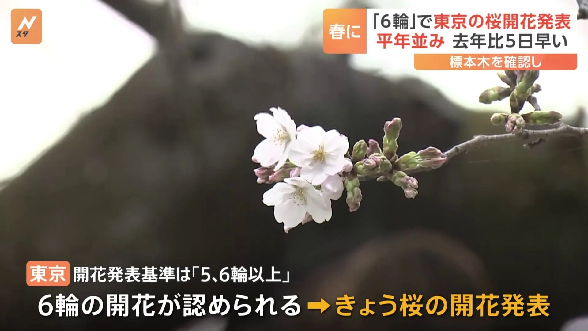 東京の桜開花発表　去年より5日早い　気象台の職員「きのうの暖かさの余韻もあって一気に花が開いた」