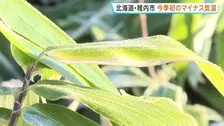 北海道稚内市でマイナス0.4℃に…今季初めて氷点下観測 笹の葉もうっすらと白く